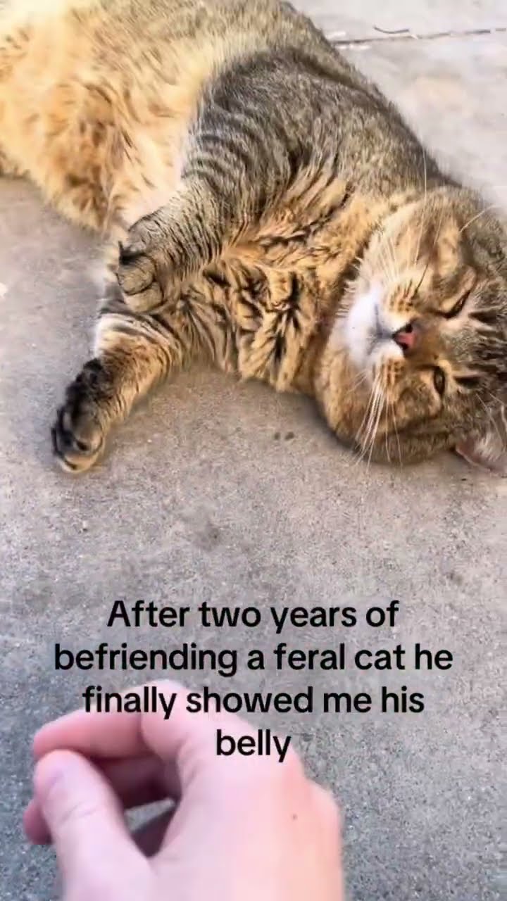 Prvnci acting feral but he’s getting fed by five houses