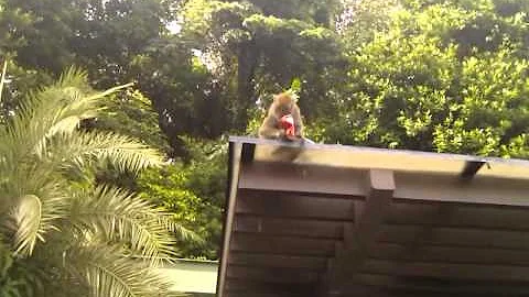 Kids and monkeys part 1