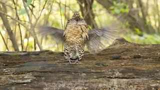 Creating a Positive Future for Ruffed Grouse