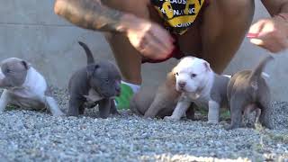 Big Dogs Romania Dhakkan and his brothers