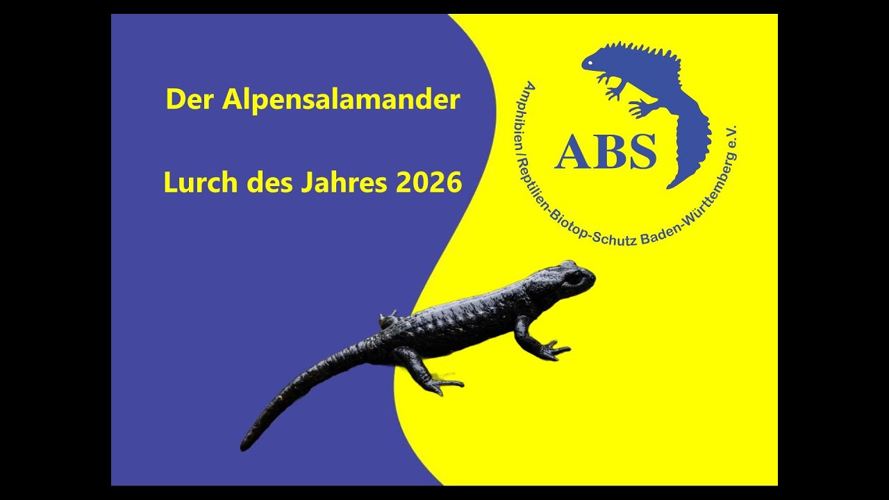 Der Alpensalamander – Artenportrait