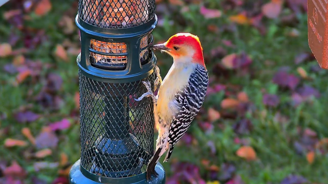 LIVE Relaxing Birds in the Winter, Streamed from Windsor, ONT, Canada. December 26th, 2025