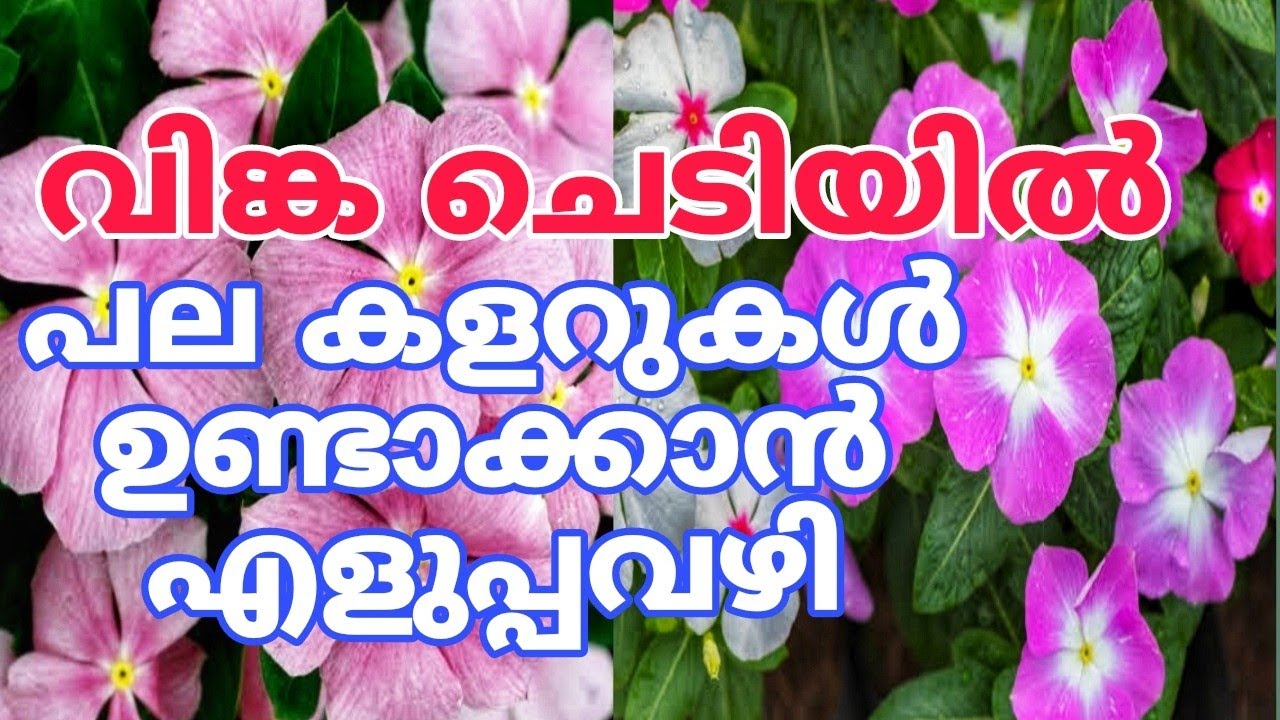 ഇല കാണാതെ പൂക്കൾ നിറയാൻ ഇങ്ങനെ നട്ടാൽ മതി Vinca plant care
