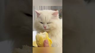 Kucing Vs Durian #shorts #thisaccount203m