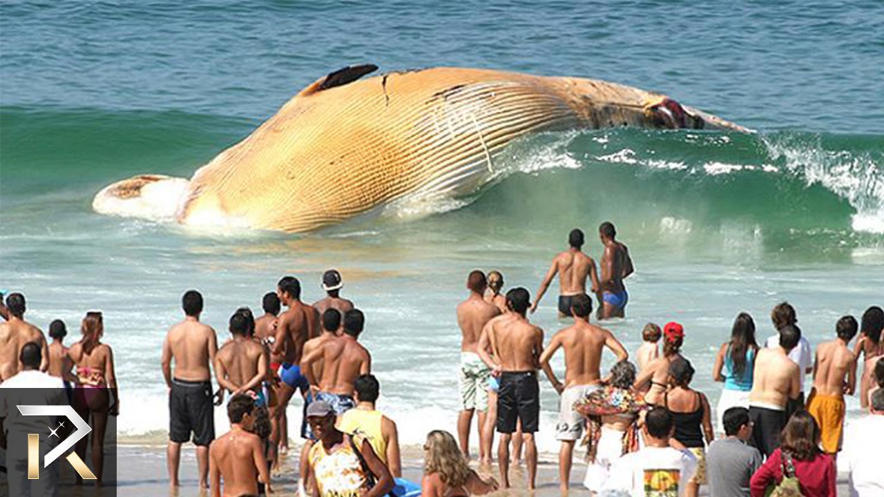 10 Strangest Ocean Phenomena You Won't Believe! 