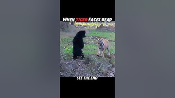 Tiger Runs... But the Cat Fights the Bear 🐱 #trending #animals #wildlife #cat #tiger #shorts