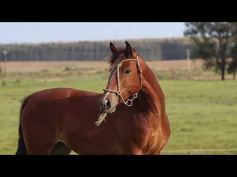 LOTE 34 CAPANEGRA CHINITA