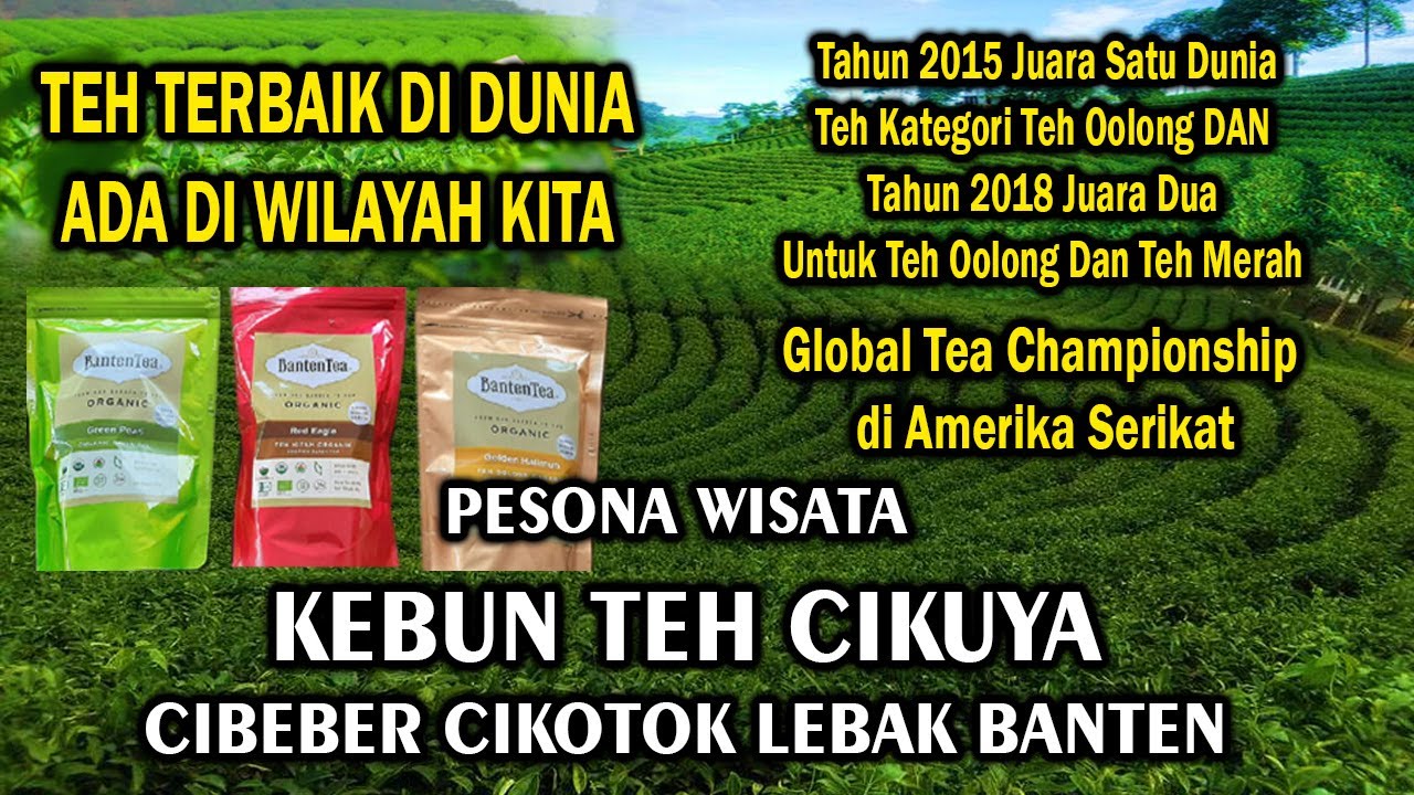 KEBUN TEH CIKUYA LEBAK BANTEN PESONA WISATA TEH ORGANIK TERBAIK DI DUNIA