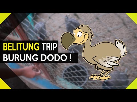 Davlog 5 Ada Burung Dodo Di Belitung Youtube