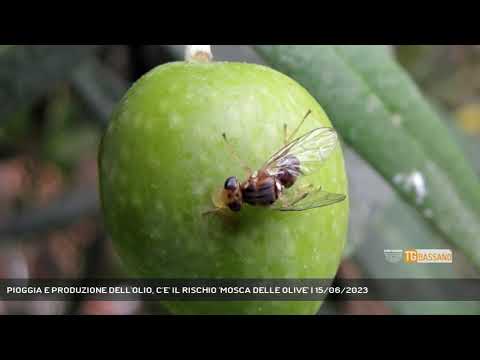 PIOGGIA E PRODUZIONE DELL'OLIO, C'E' IL RISCHIO 'MOSCA DELLE OLIVE' | 15/06/2023