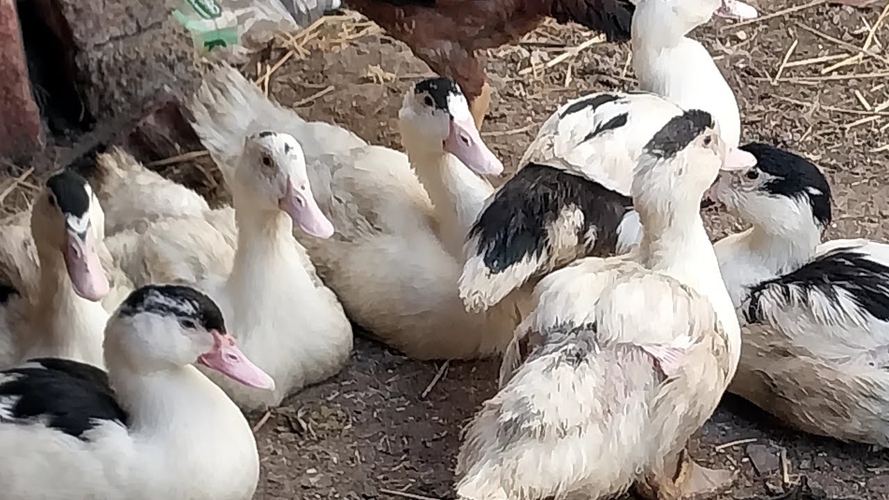 الكالسيوم عامل اساسى فى تربية البط