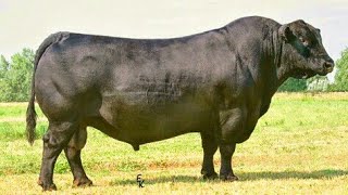 Angus bulls