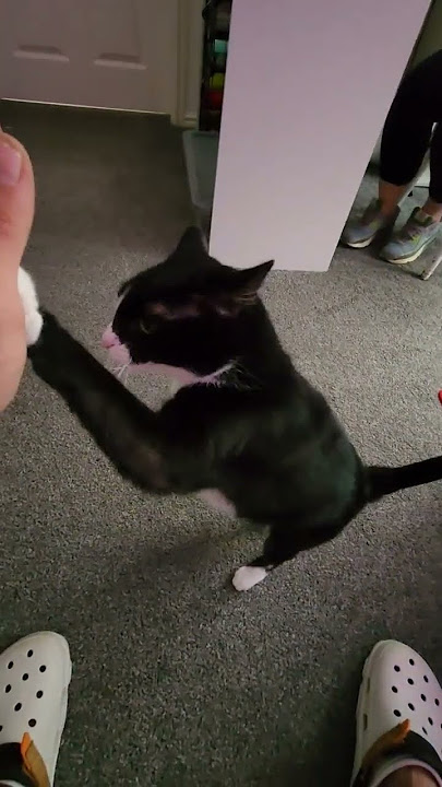 Hi5 cat #catdog #dance #funny Cat #CatsOfYouTube