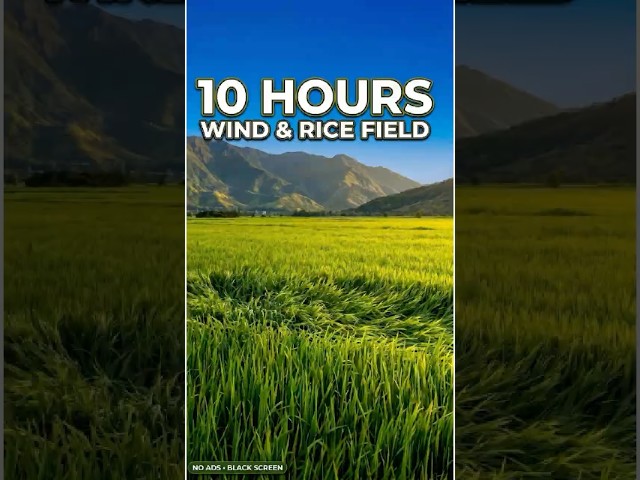 Peaceful Rice Field Wind | 10 Hours Sleep Sounds | Nature ASMR | No Ads | Black Screen