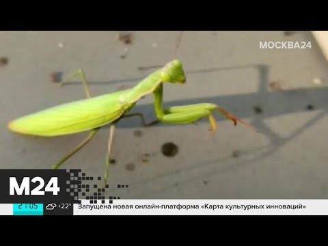 Власти Подмосковья опровергли информацию о нашествии богомолов - Москва 24