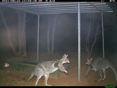 Bridled Nailtail Wallaby fight at Scotia Wildlife Sanctuary NSW thumbnail