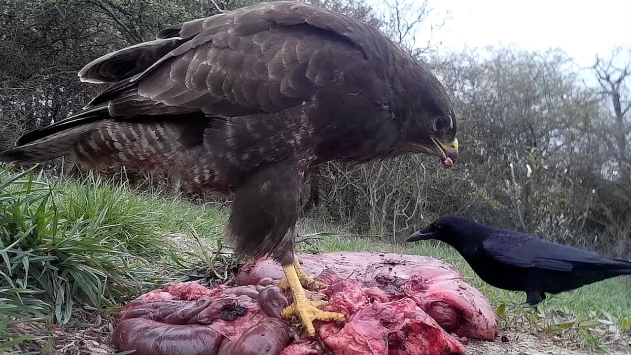 aashiqui 1 مترجم Common buzzard and crowon carrion. Mäusebussard und Rabenkrähe am Aas