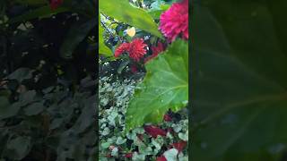 I Found A Fox In My Garden