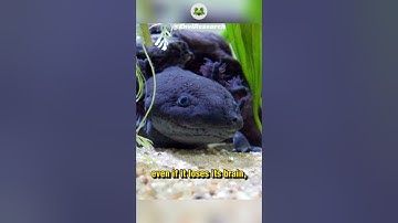 Mind-Blowing Axolotl Facts You