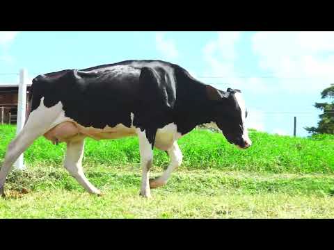 LOTE 27 DELETOPI DARA 407 RUBELS