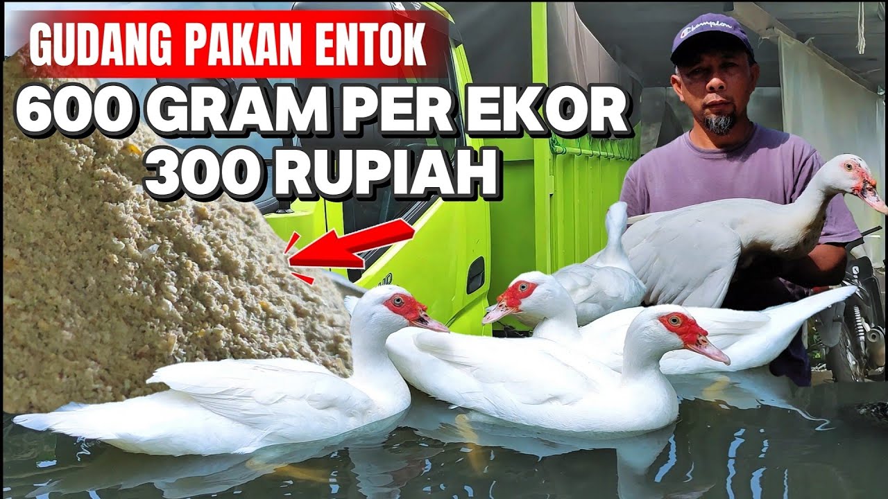 CUMA 10 MENIT 300 EKOR SELESAI ❗COST 300 RUPAH PER 1 KALI PAKAN❤️