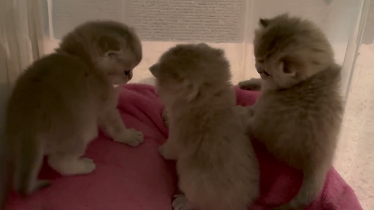 This Is Not About Milk…This Is Love🐾 ❤️Boy or Girl?❤️This Kitten’s Love Says Everything❤️‍🔥Day 27❤️