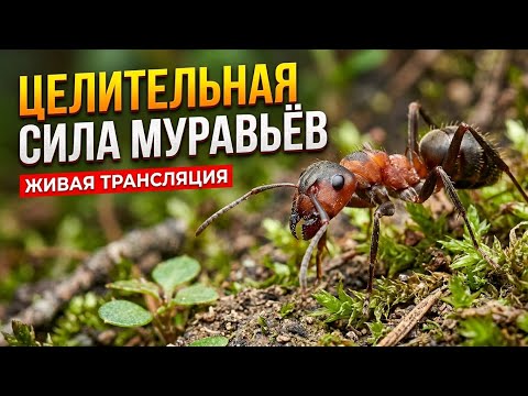 Частота 50 гц против боли в суставах! ( целительная "песня" муравьёв)