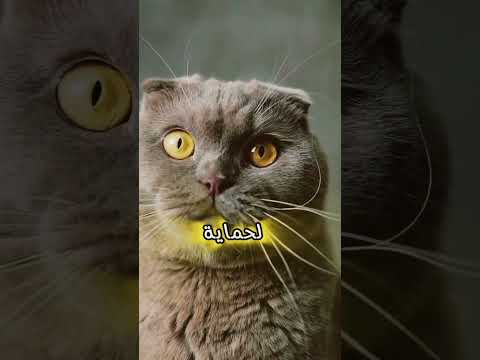 السر الغامض وراء عيون القطط لماذا يتغير شكل بؤبؤها