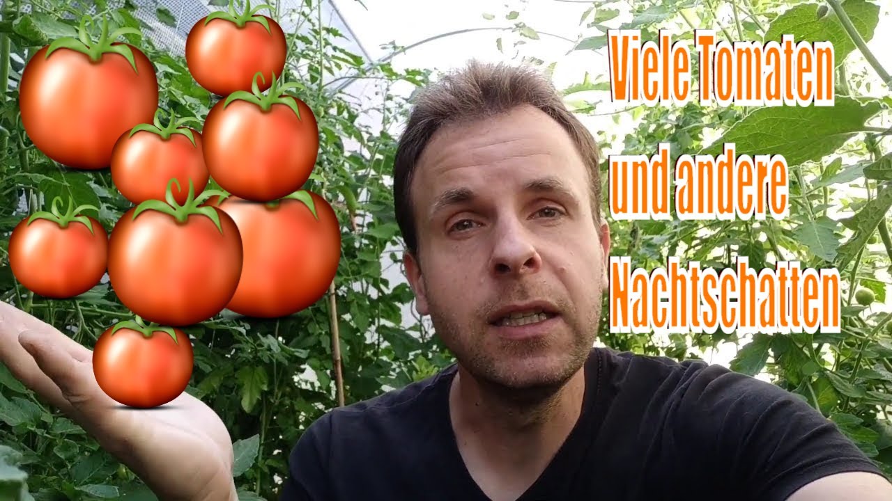 Tomatenblätter voller Flecken: Was im Gewächshaus jetzt sofort hilft