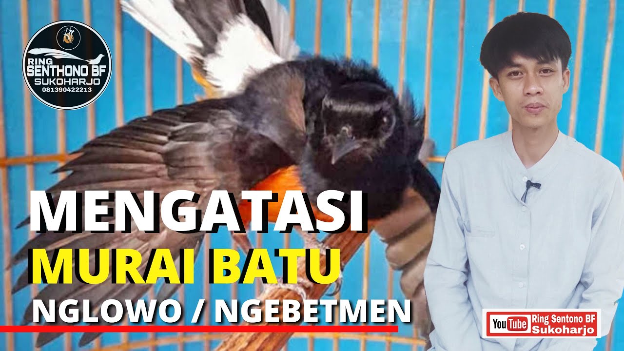 Cara Mengatasi Murai Batu Nglowo Parah, 2 minggu SEMBUH #muraibatu #ternakmuraibatu