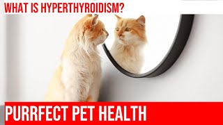 Caring for a Cat with Hyperthyroidism & Heart Disease