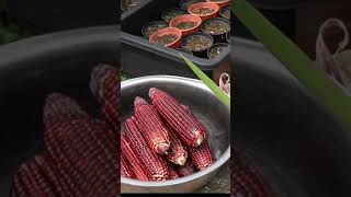 Cara Menanam Jagung Yang Baik Hasil Melimpah Cara Menanam Jagung Hitam Manis