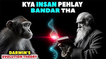Did Humans Evolve from Monkeys? | Darwin