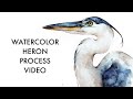 Painting a great blue heron with watercolors realism mixed with loose washes