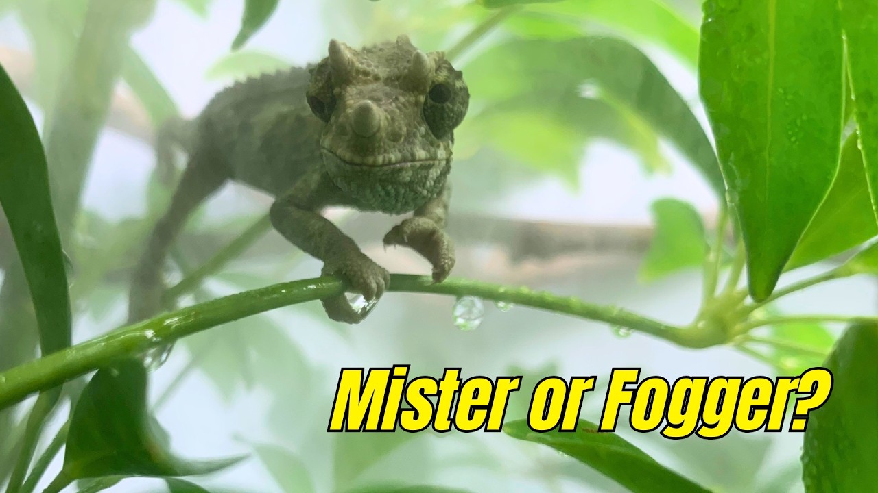 Misting vs. Fogging: Which Does Your Chameleon Need?