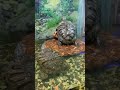 tortoise#turtuleshort#minifishtank#fishshorts