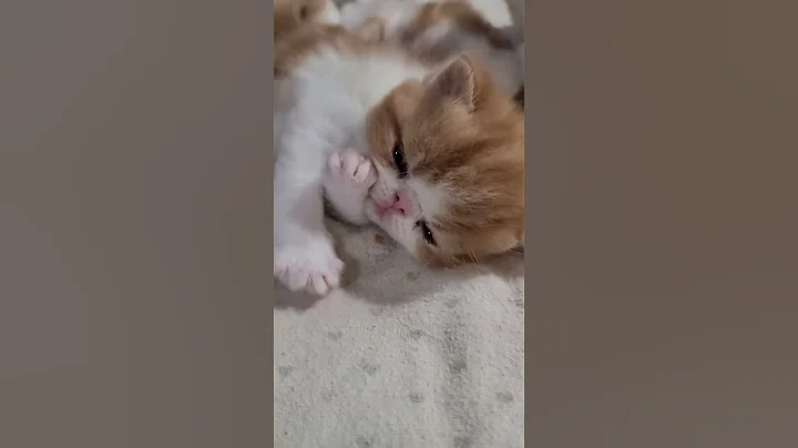 Watch the video about 3 weeks old Exotic shorthair baby boy! #bellaslegacycats #kittensinchicago #esh #cutenessoverload