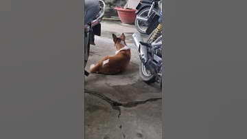 chó con tội nghiệp bị cô chủ bỏ rơi #shortsvideo #pets #lamtiengiang #funny