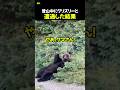 登山中にグリズリーと遭遇した結果のサムネイル