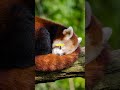 Red Pandas  - Nature's Cuddly Blankets!