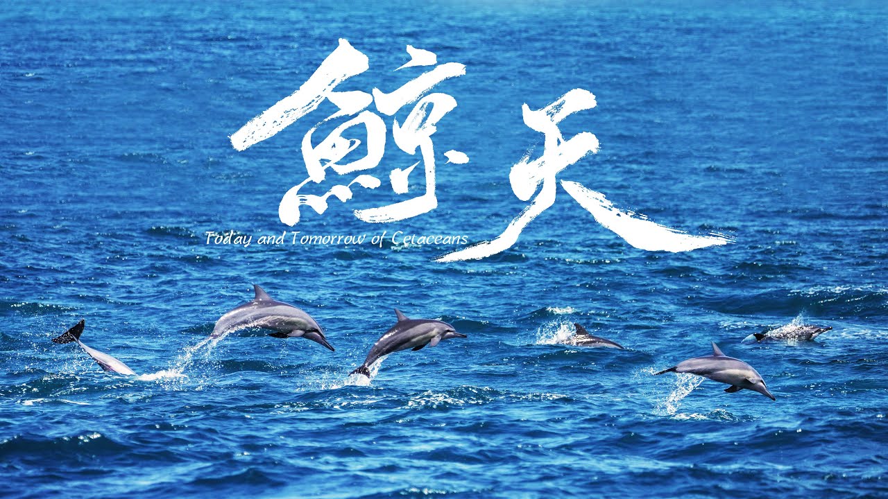 PTS Taiwan《Today and Tomorrow of Cetaceans》