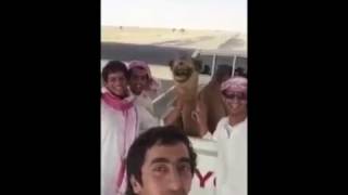 Даже верблюд смеется с арабов