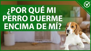 ¿Por qué a mi PERRO DUERME encima de mí?  Pecho, piernas o barriga