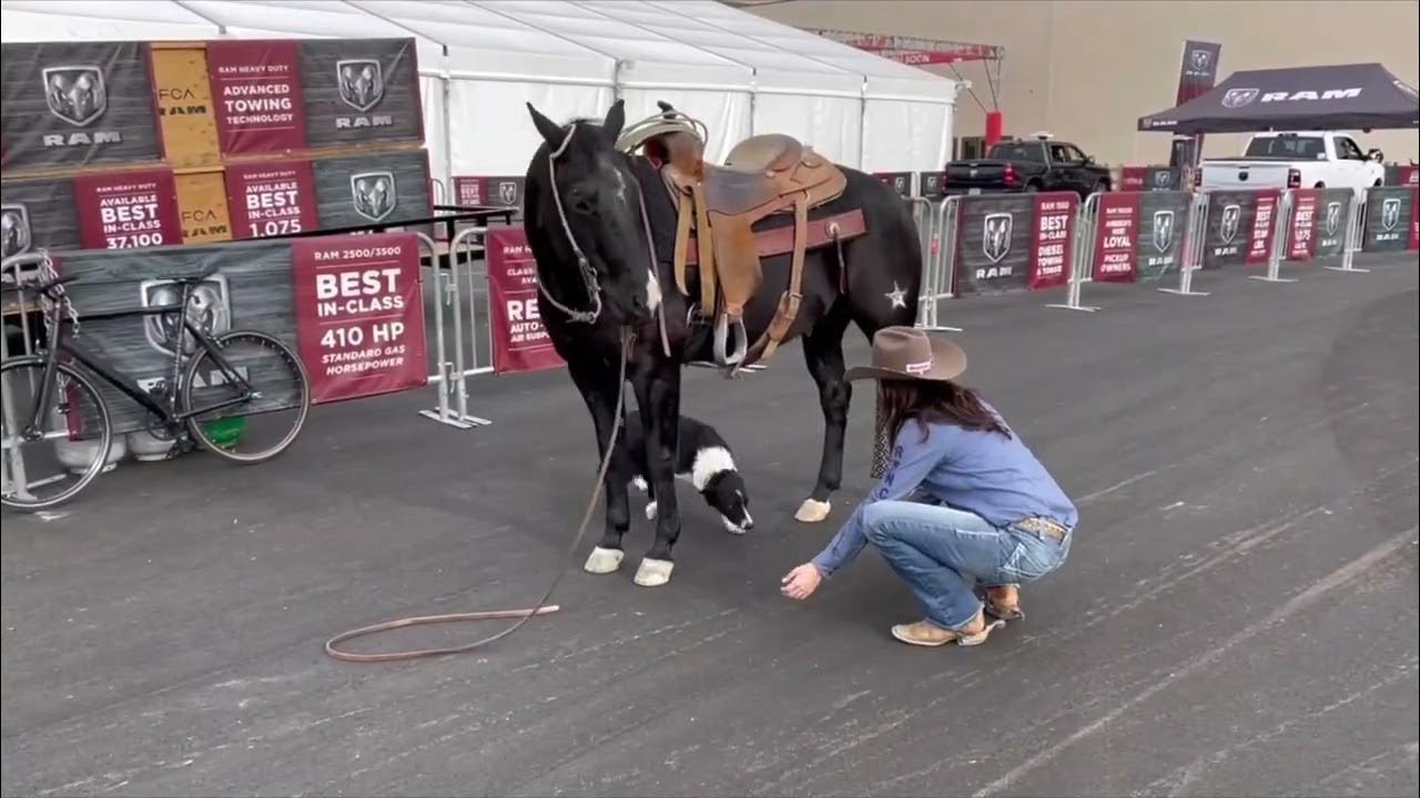 RIP Diamond McNabb Ranch Horse Sale YouTube