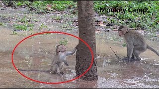 rip pity baby monkey got accident baby monkey cry when baby monkey still alive monkey camp
