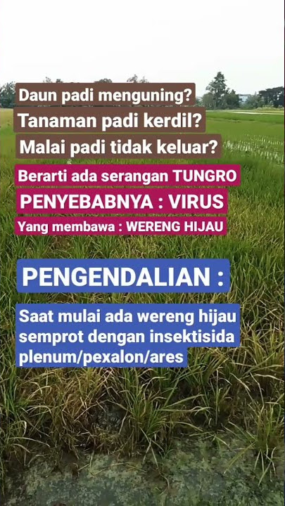 PADI KERDIL & DAUN MENGUNING  #tanamanpadi #padiorganik