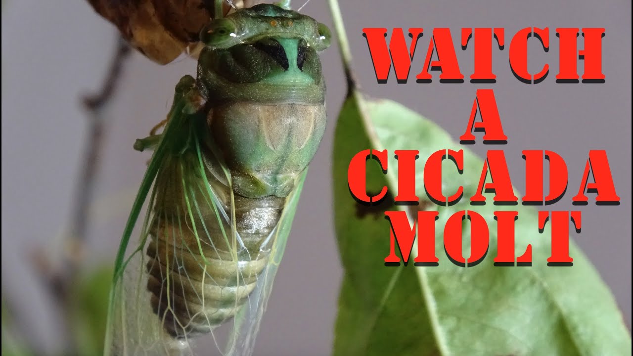 Watch a Cicada Shed Its Skin - YouTube