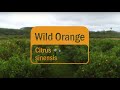 dōTERRA Wild Orange Oil Essential Oil - Behind the Bottle