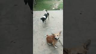 Love for Dog (Dholu)