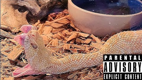 Dangerous Western Diamondback Rattlesnake Feeding!  Pit Vipers Documentary